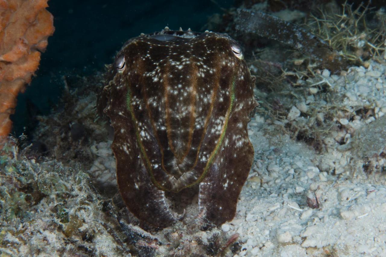 Dive Spot Asia Beach Resort Boljoon Екстер'єр фото