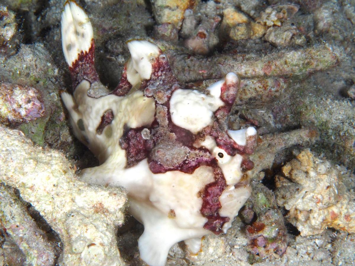 Dive Spot Asia Beach Resort Boljoon Екстер'єр фото