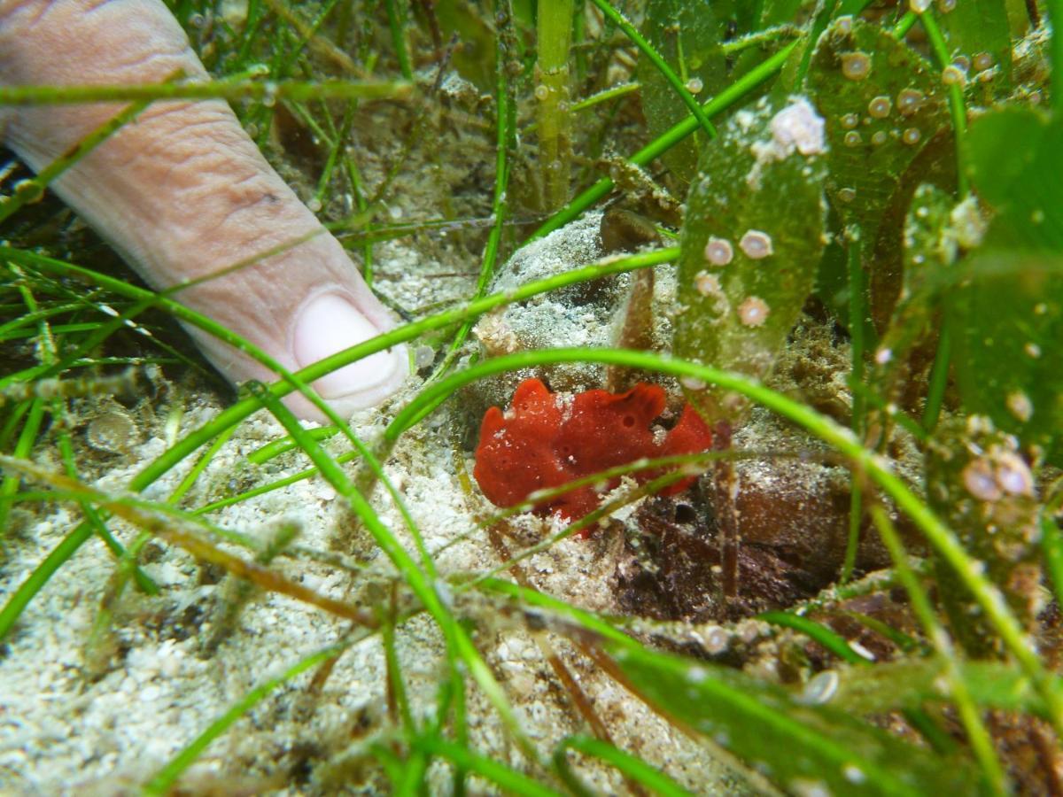 Dive Spot Asia Beach Resort Boljoon Екстер'єр фото