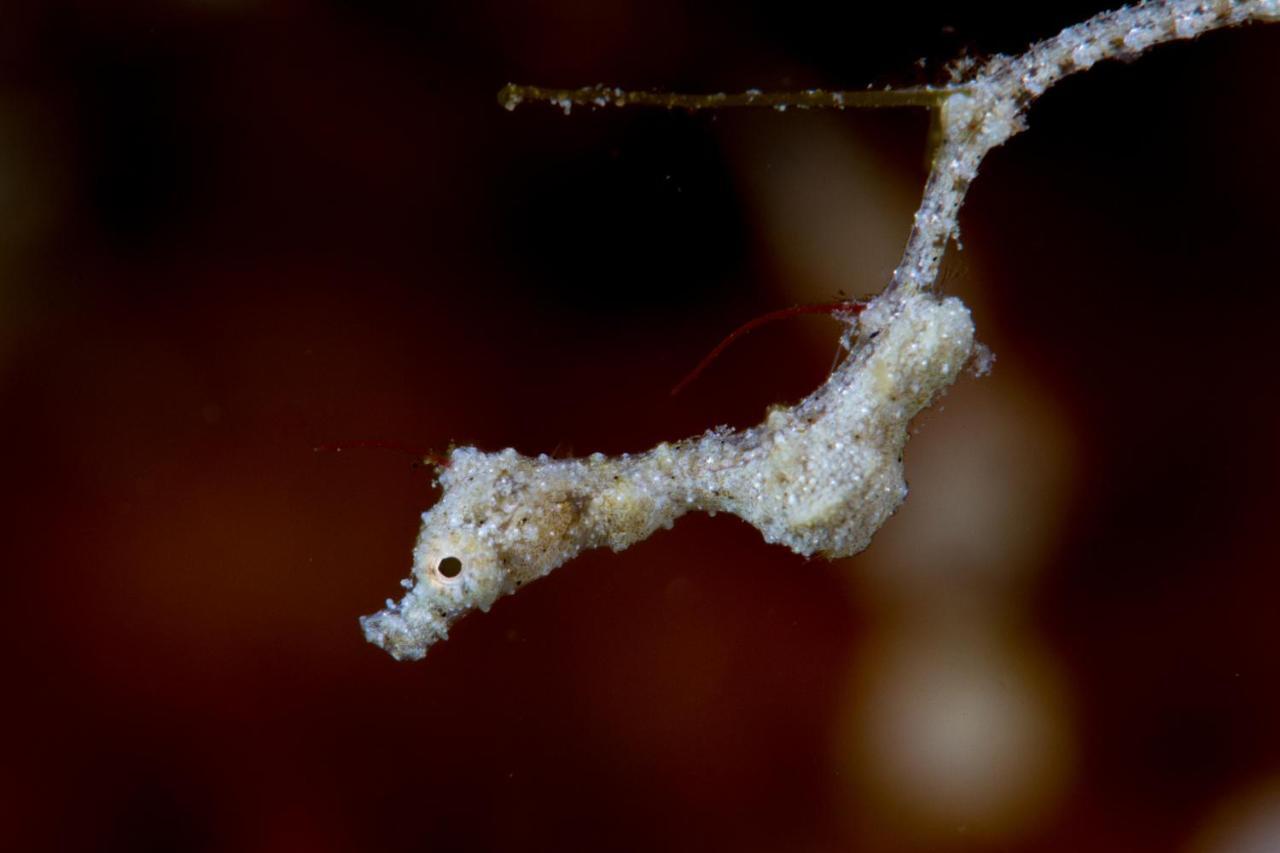 Dive Spot Asia Beach Resort Boljoon Екстер'єр фото