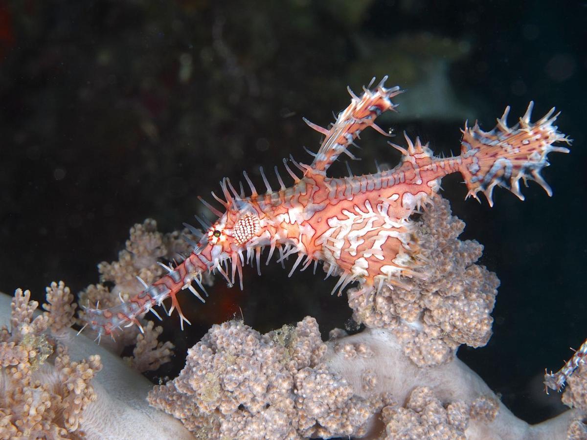 Dive Spot Asia Beach Resort Boljoon Екстер'єр фото