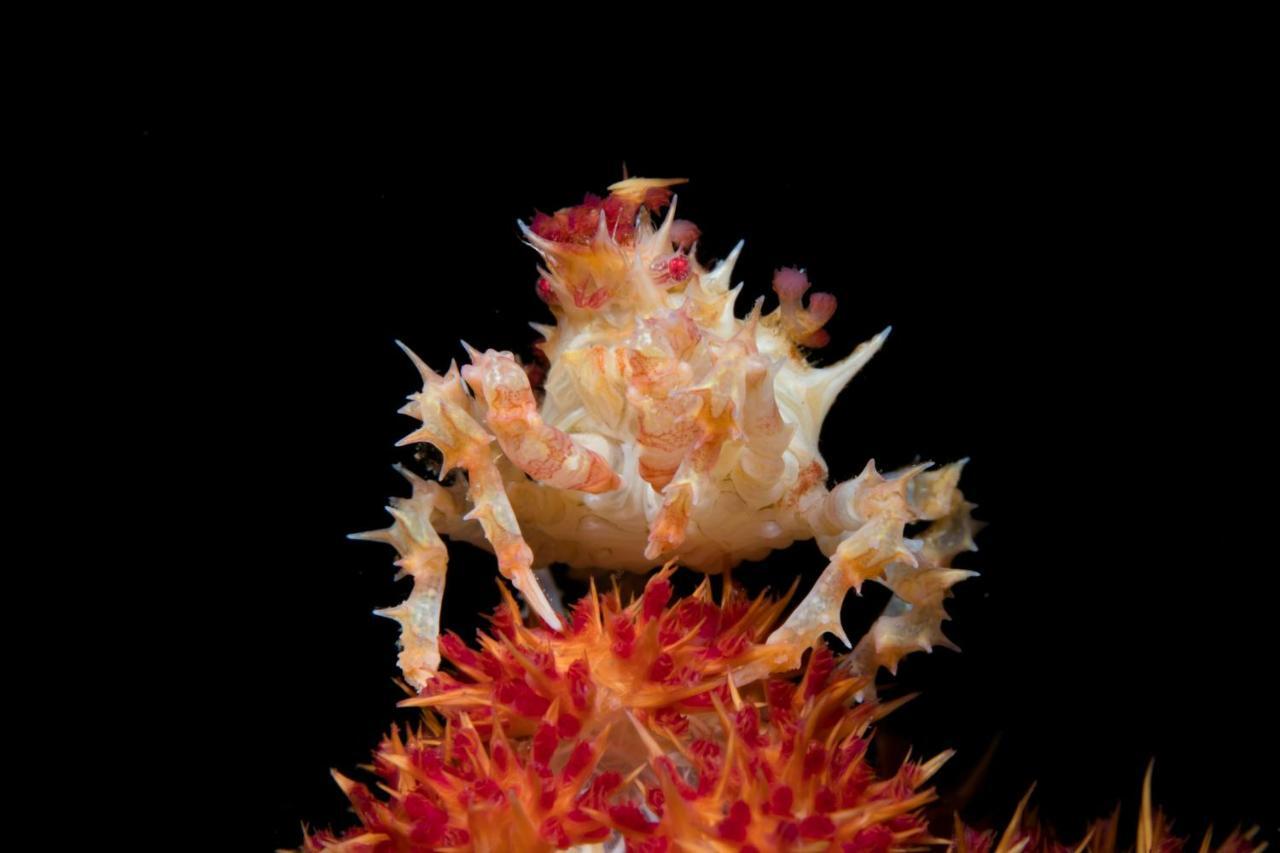 Dive Spot Asia Beach Resort Boljoon Екстер'єр фото