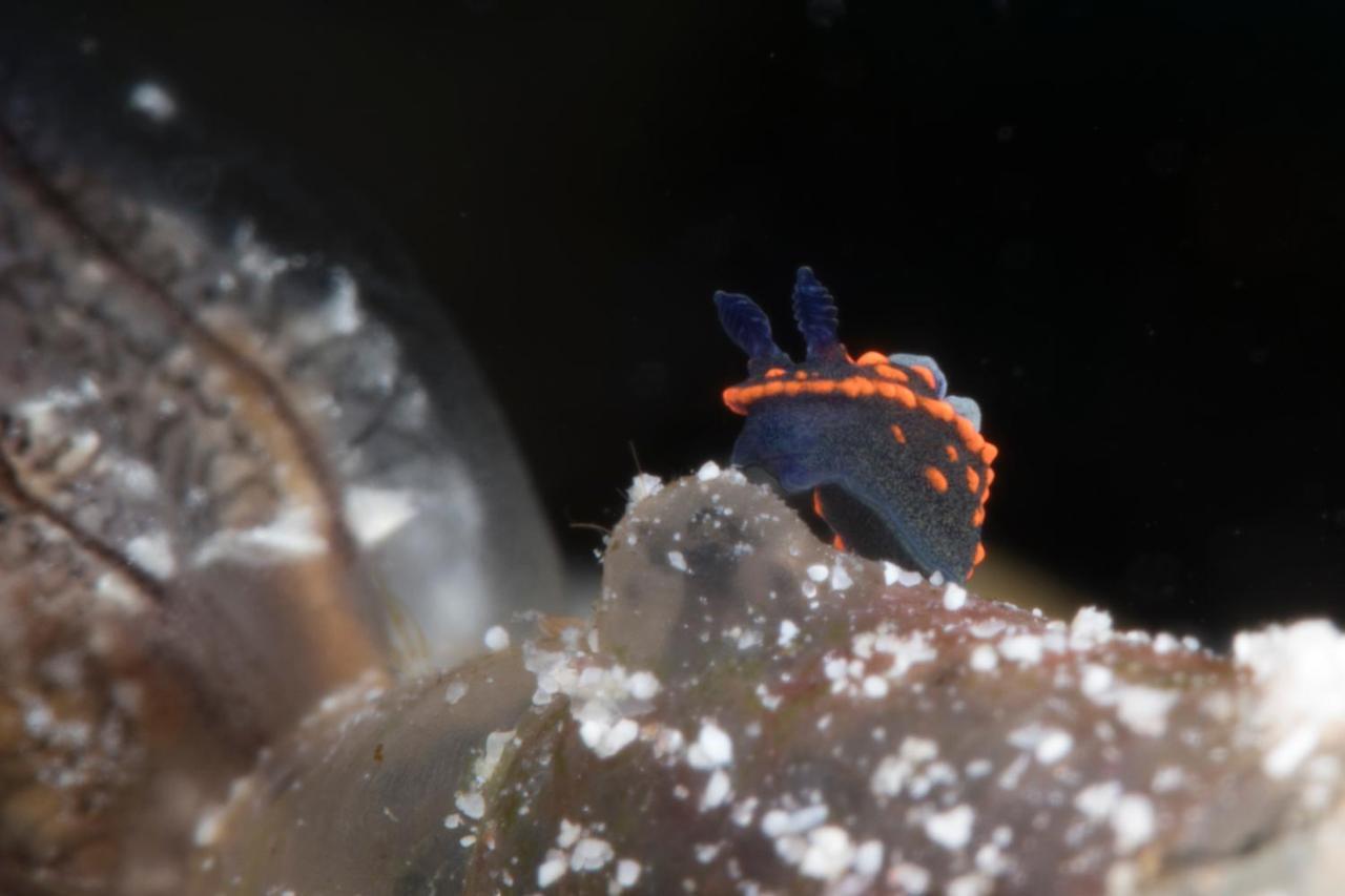 Dive Spot Asia Beach Resort Boljoon Екстер'єр фото