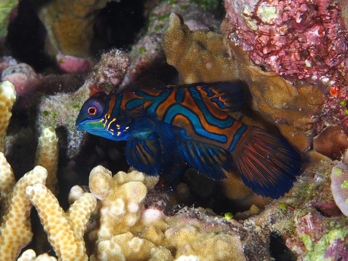 Dive Spot Asia Beach Resort Boljoon Екстер'єр фото