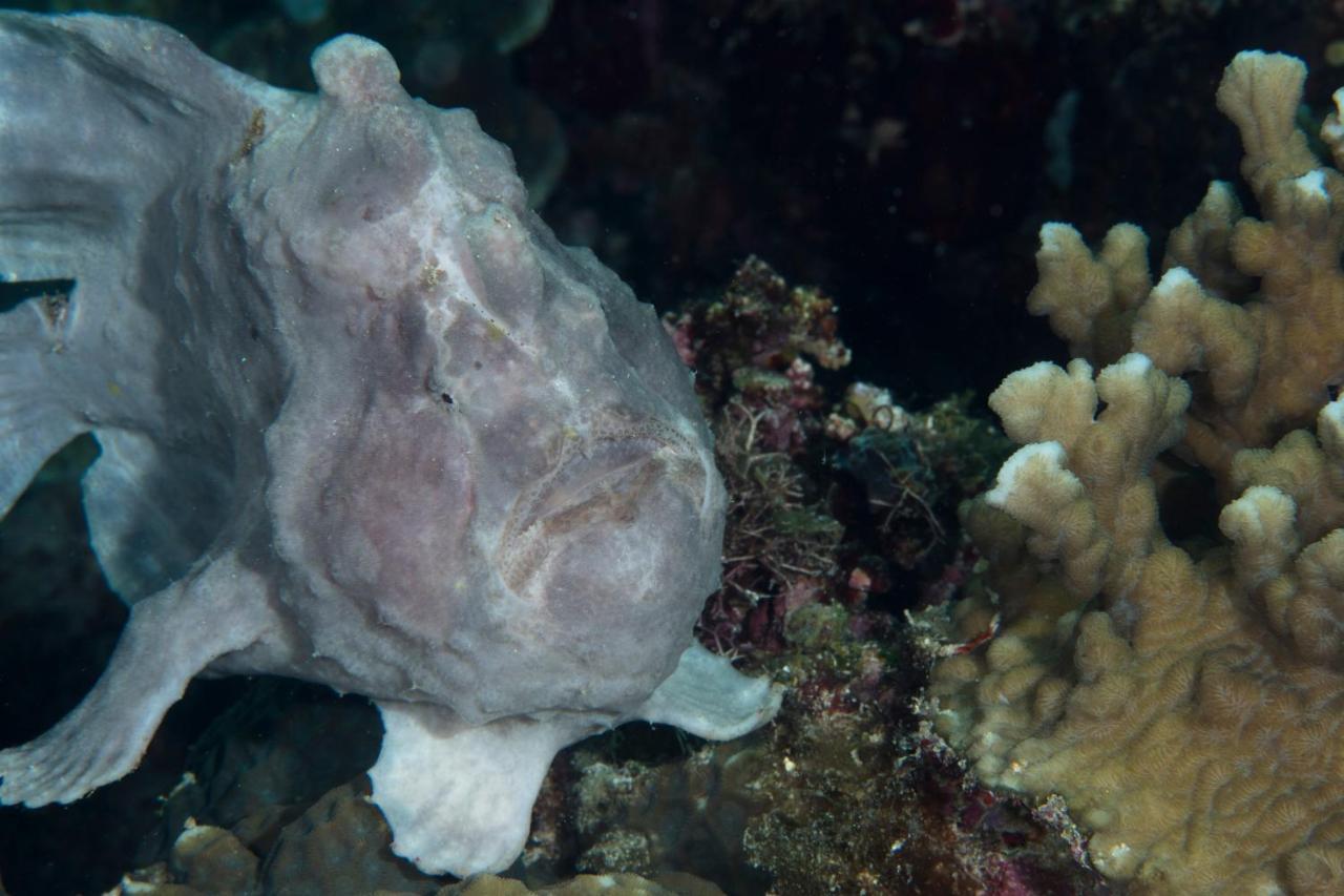 Dive Spot Asia Beach Resort Boljoon Екстер'єр фото